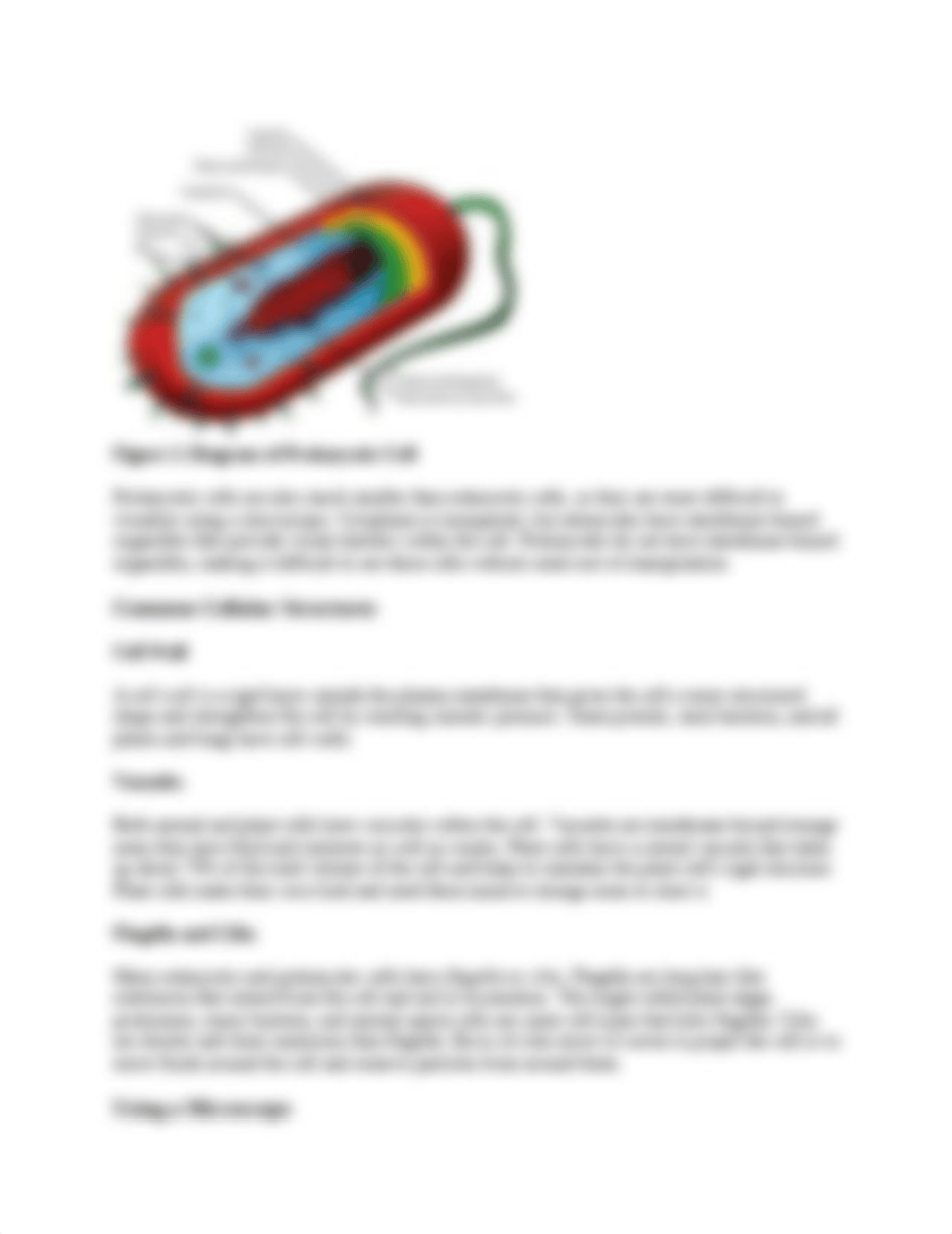 basic microscopy.docx_dk1vj8zbwy3_page3