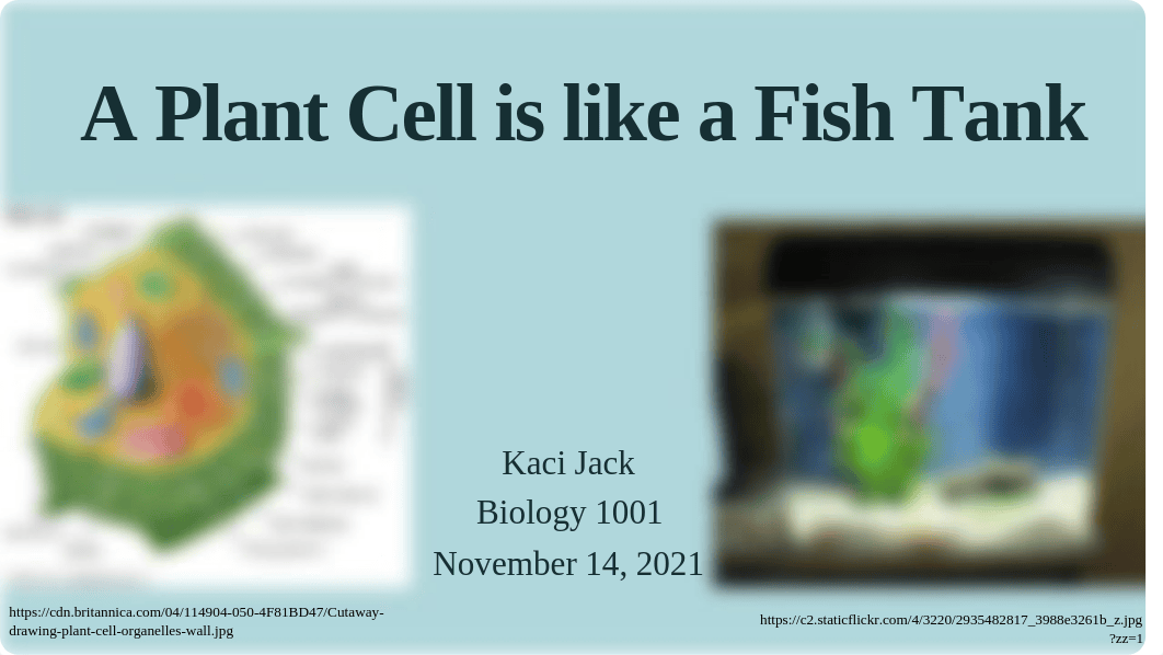 A Plant Cell is like a Fish Tank.pdf_dk2dmqy36pu_page1