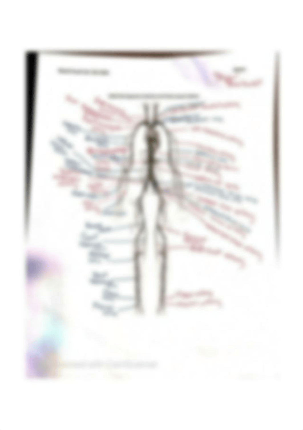 systemic veins and arteries.jpg_dk2i1ipjj7b_page1