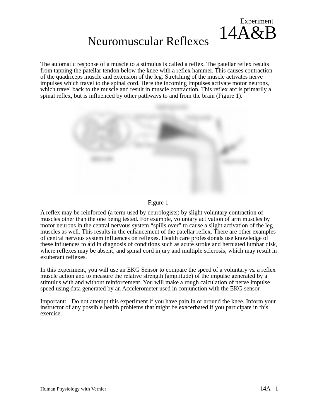 Lab 2 - Neuromuscular Reflexes.doc_dk342y706tb_page1