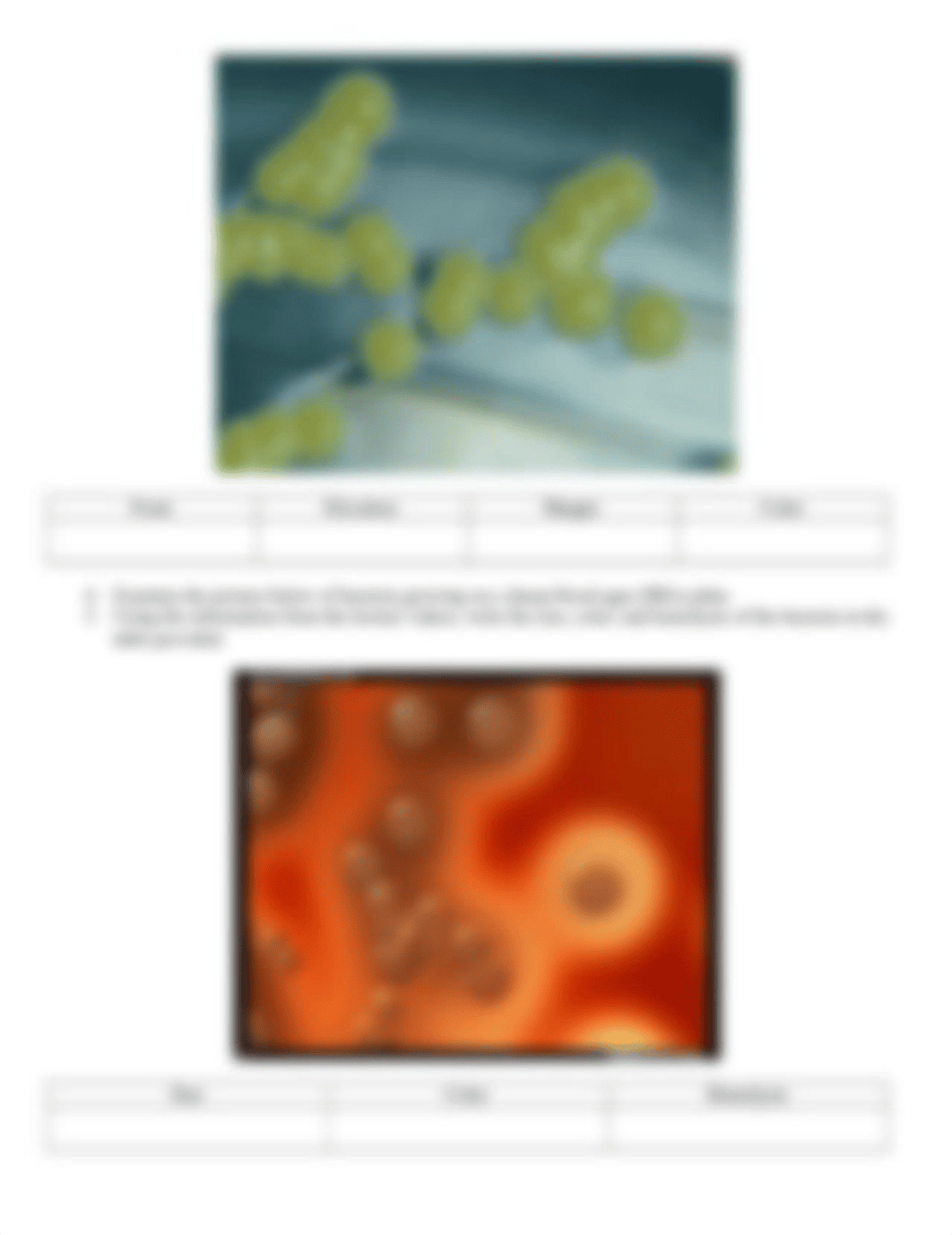 Lab 10B Colony Morphology and Media Types.docx_dk3utl02hgd_page2