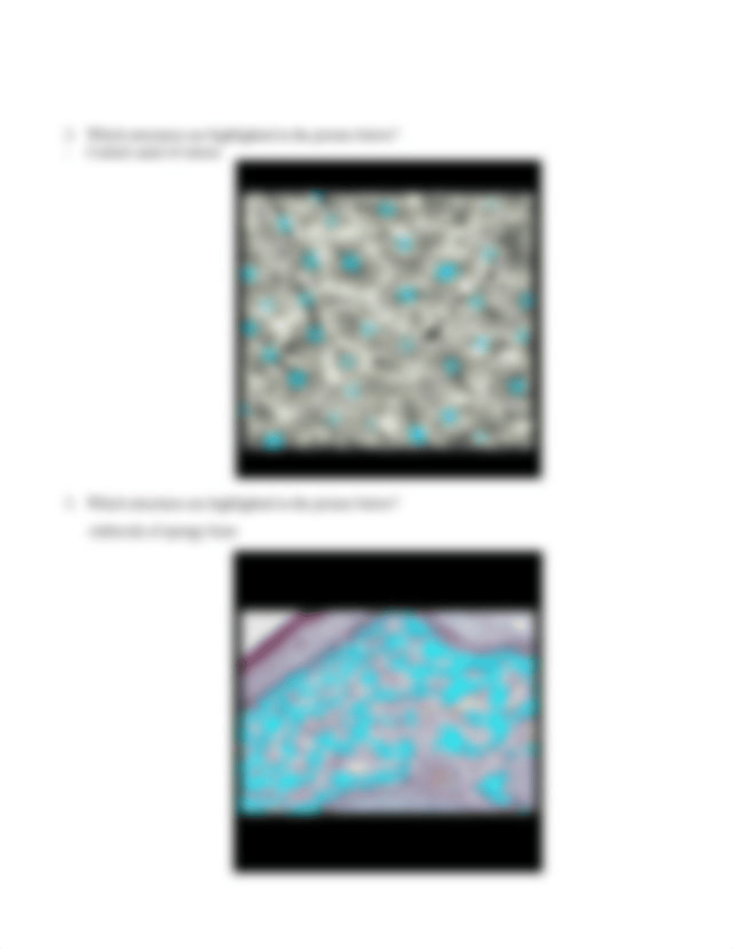 Skeletal Tissues Assignment- zoey grounds.docx_dk485d7im73_page2