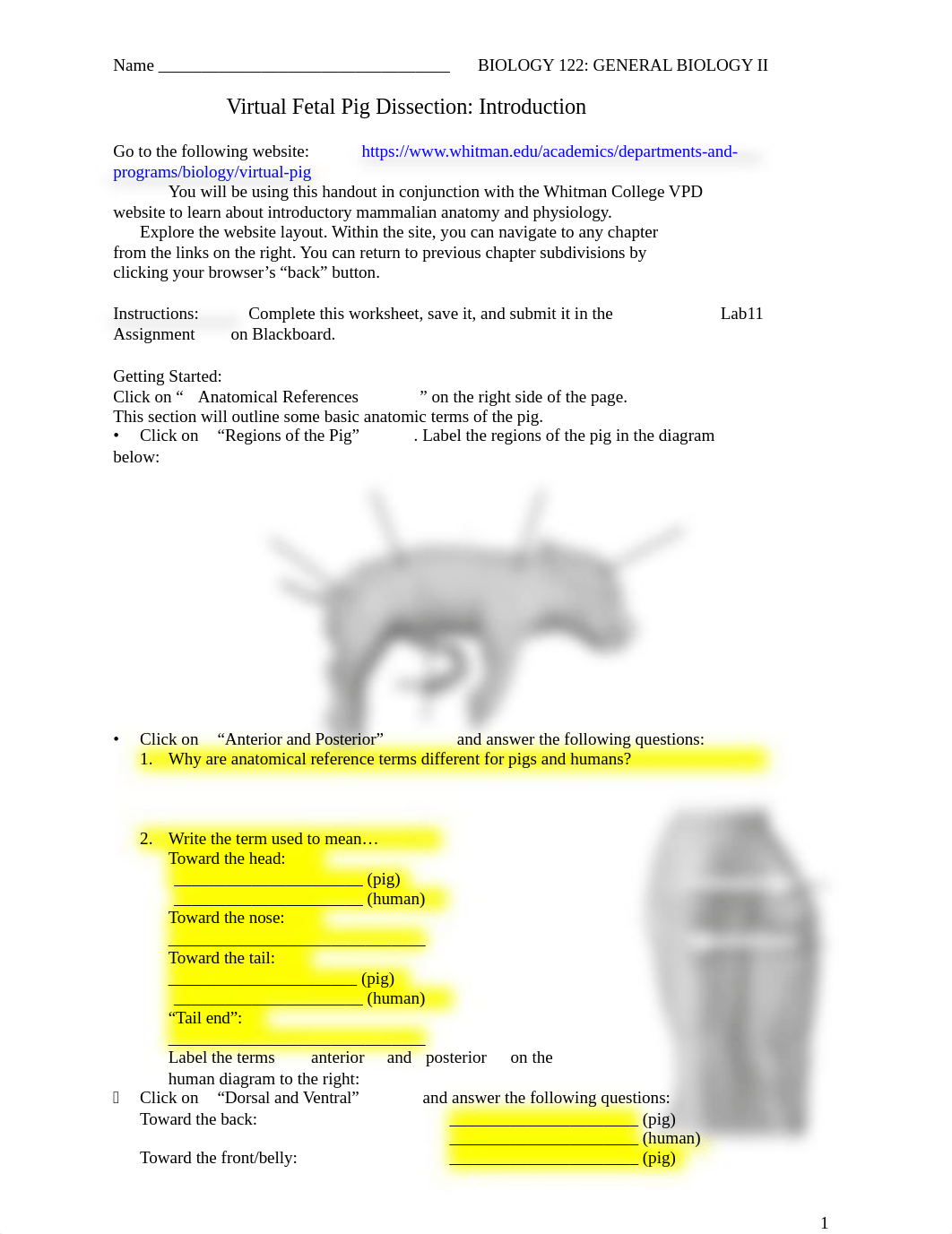 Virtual Pig Dissection Lab Wkst Spring 2021.docx_dk4bmt3r949_page1