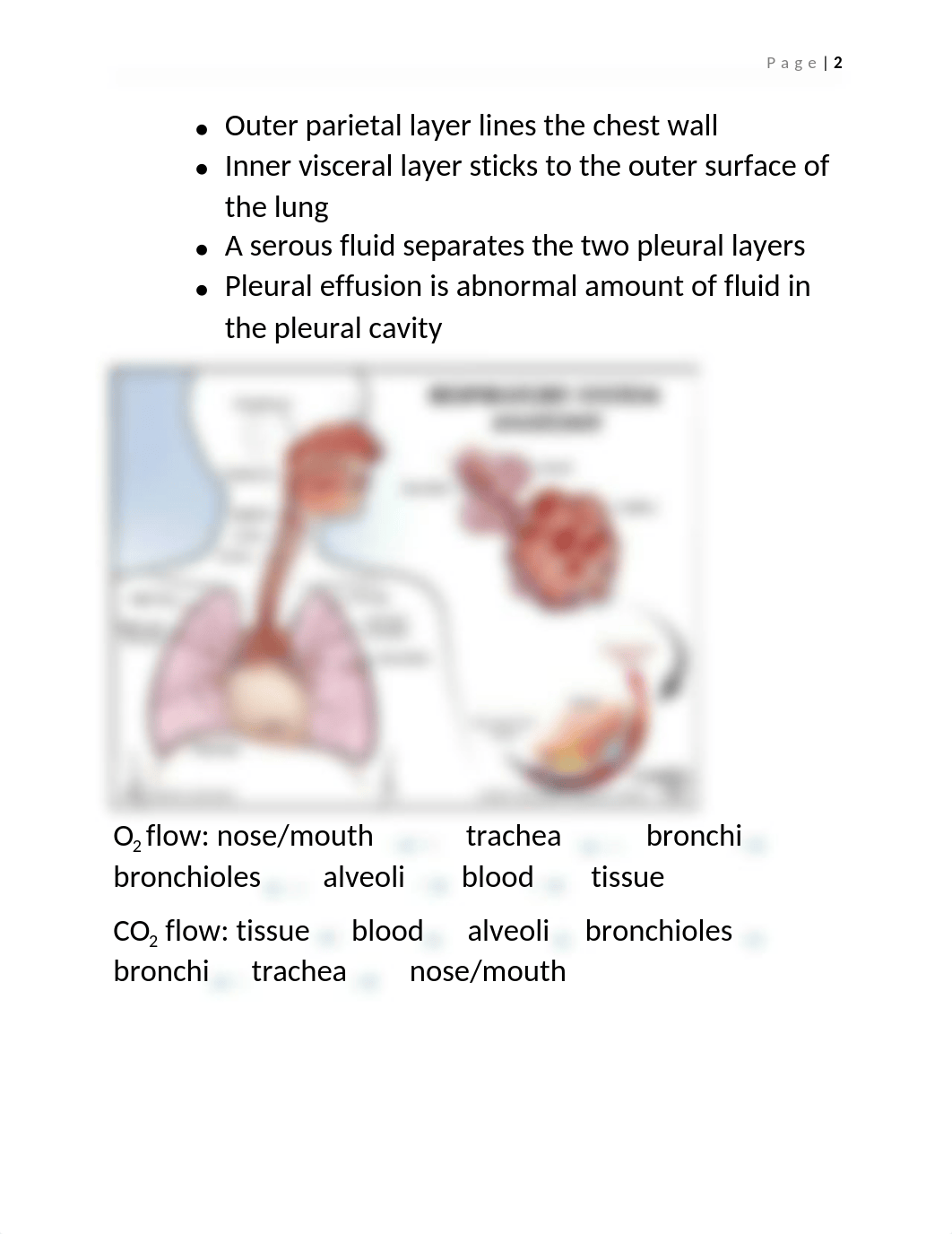 The Respiratory System.docx_dk4mrl1fzu2_page2