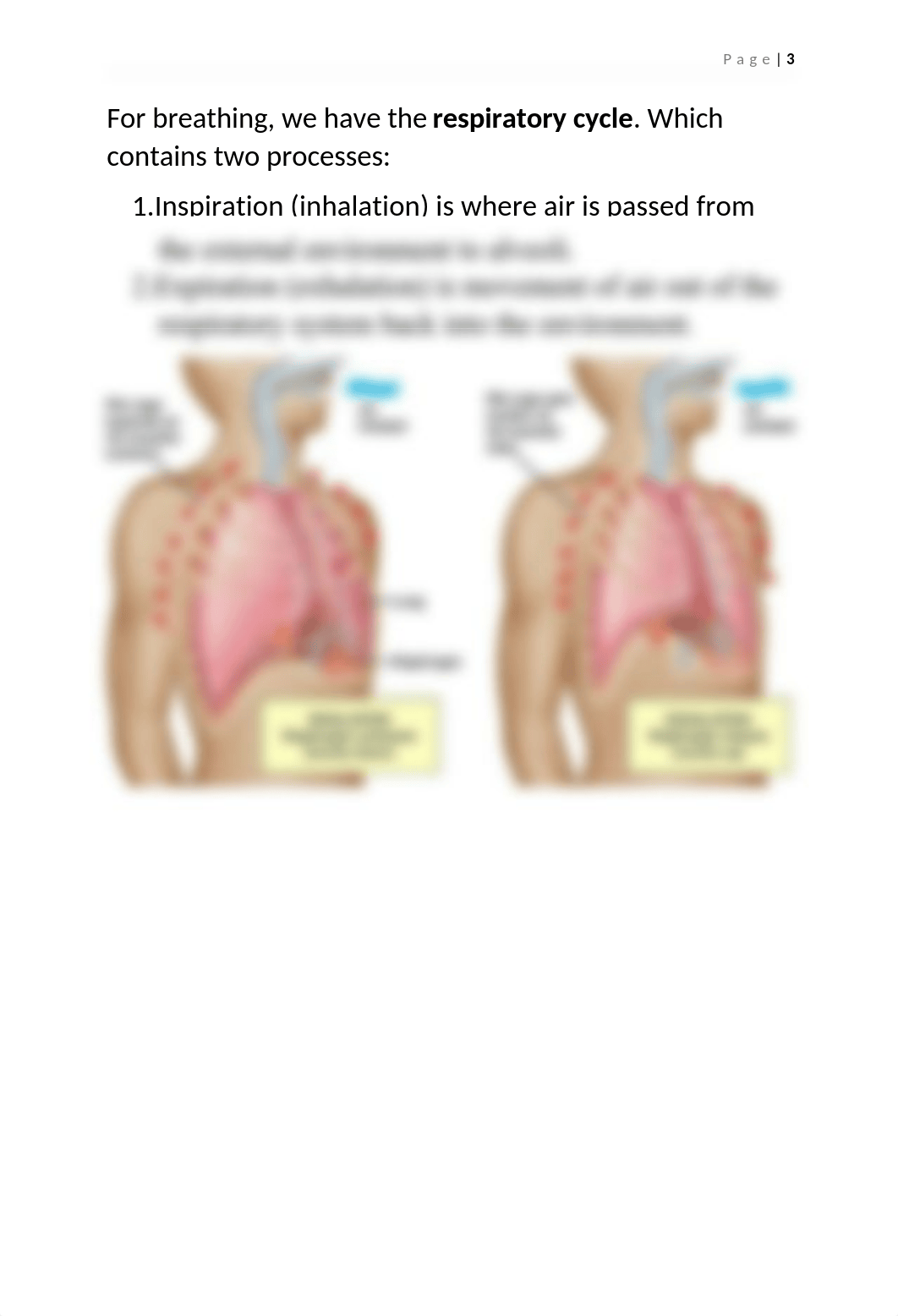 The Respiratory System.docx_dk4mrl1fzu2_page3