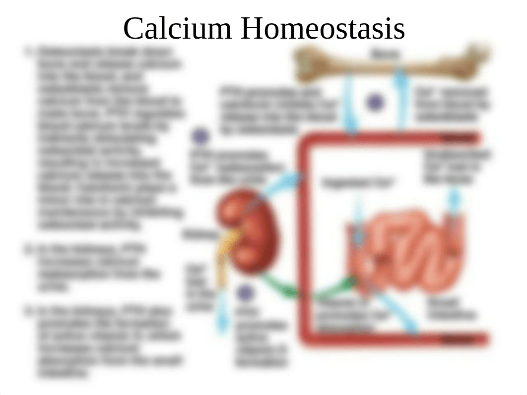 Calcium Homeostasis_dk4peyr2fzs_page4