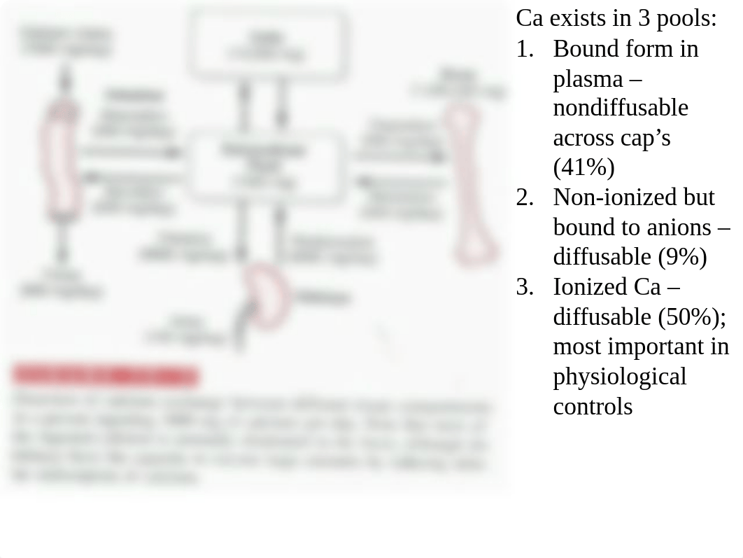 Calcium Homeostasis_dk4peyr2fzs_page3