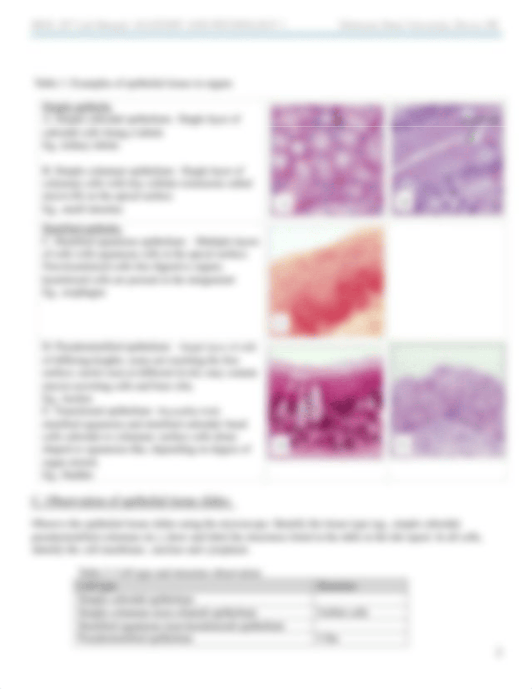 A and P I Lab exercise 4 - Tissue and Integument.pdf_dk4q0h3vwr6_page2