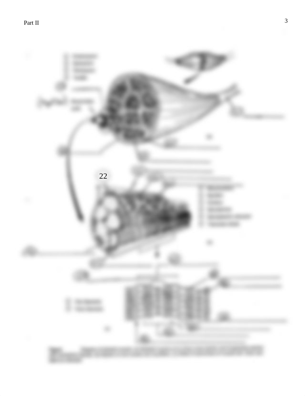 Clinical Applications and Diagrams, Muscle (1)_dk68fg3s6k9_page3