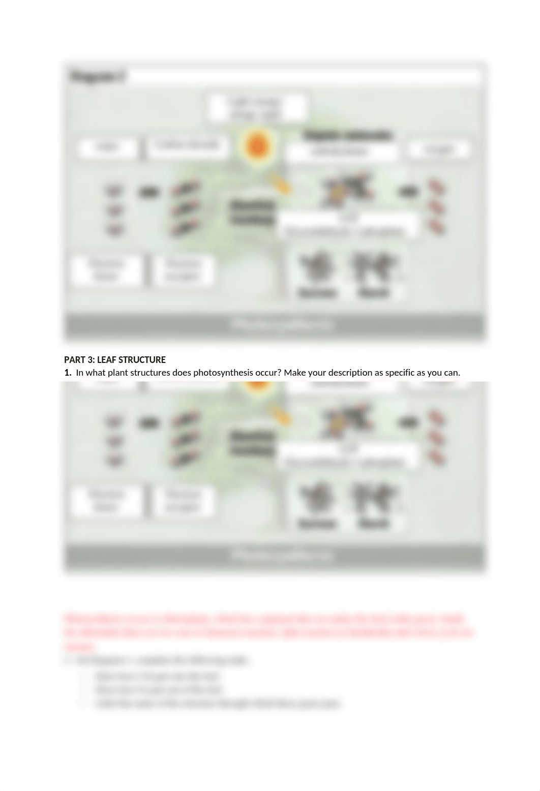 Photosynthesis.docx_dk6blhs1dpl_page2