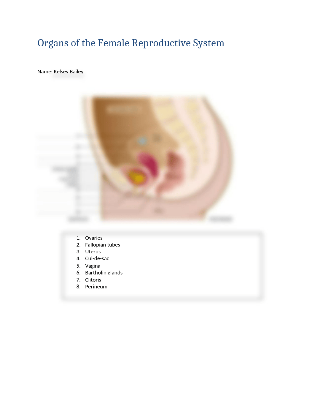 Organs of the Female Reproductive System.docx_dk6plrfxfxd_page1