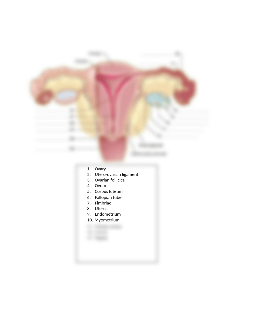 Organs of the Female Reproductive System.docx_dk6plrfxfxd_page2