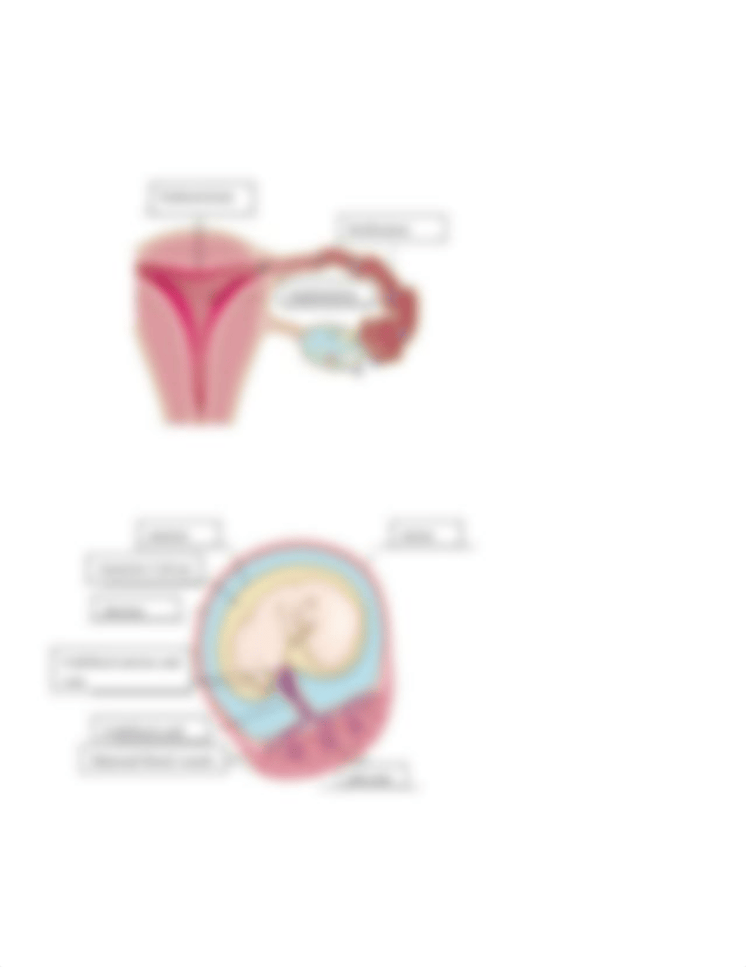 Organs of the Female Reproductive System.docx_dk6plrfxfxd_page4