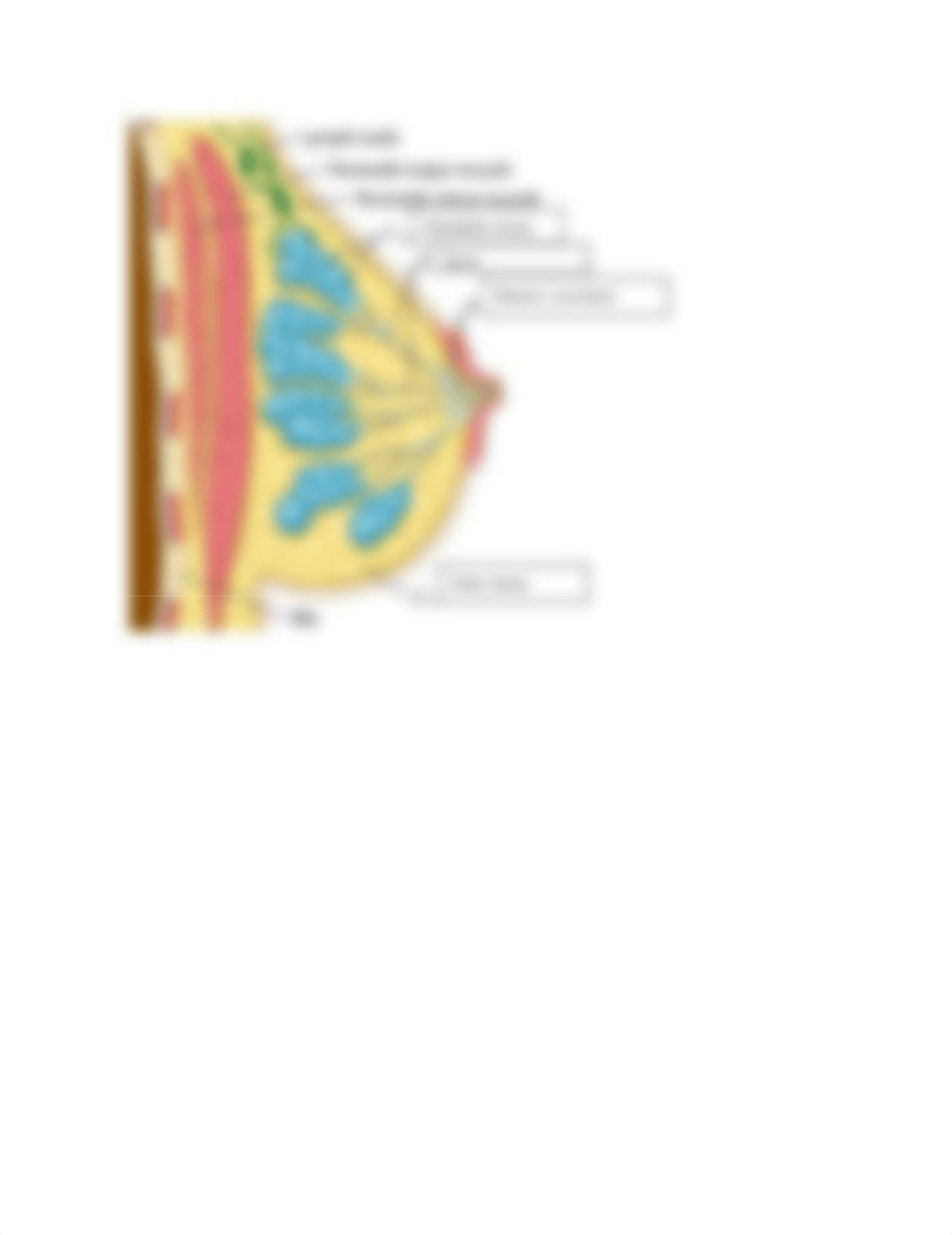 Organs of the Female Reproductive System.docx_dk6plrfxfxd_page3