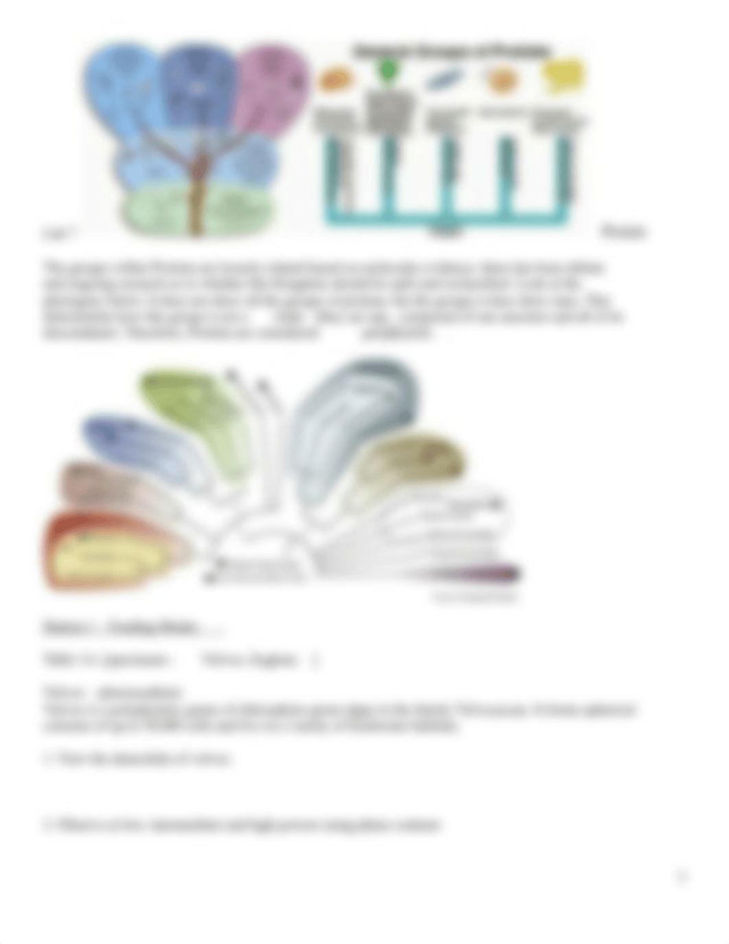 Copy of Lab 7 Protists.docx_dk6t5tn7xld_page3