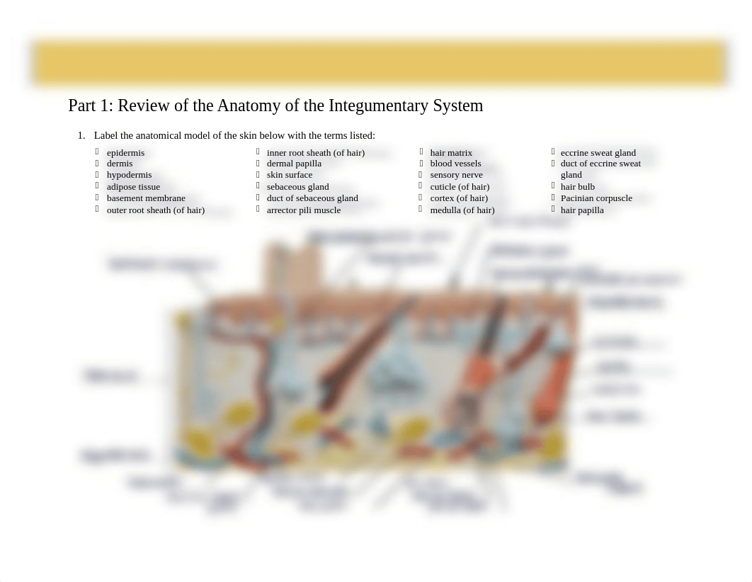 Integumentary system Lab Activities-Lab Manual.pdf_dk7onao3j0x_page1