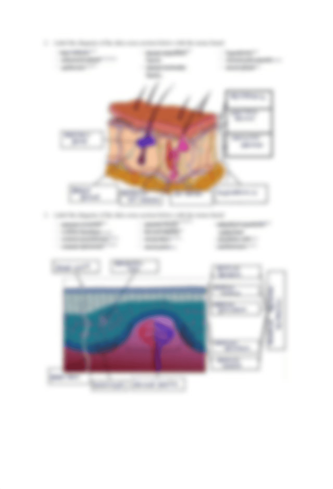 Integumentary system Lab Activities-Lab Manual.pdf_dk7onao3j0x_page2