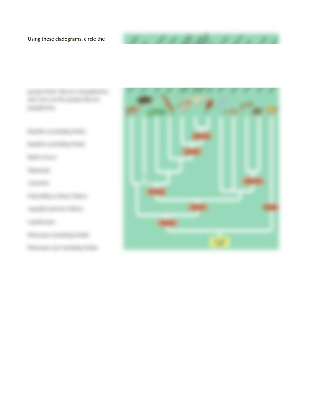 Cladogram activities.docx_dk882g0yu4f_page2