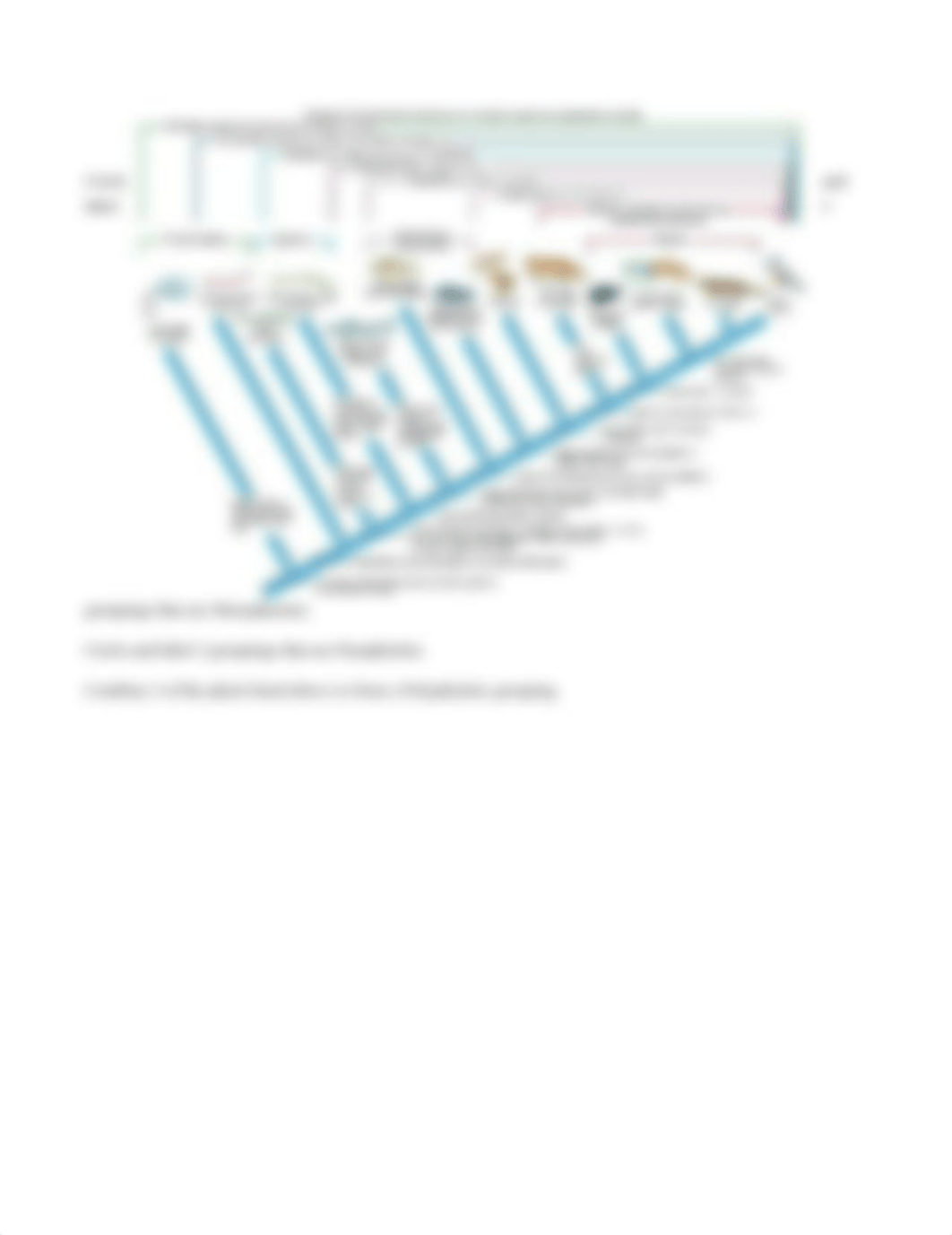 Cladogram activities.docx_dk882g0yu4f_page3