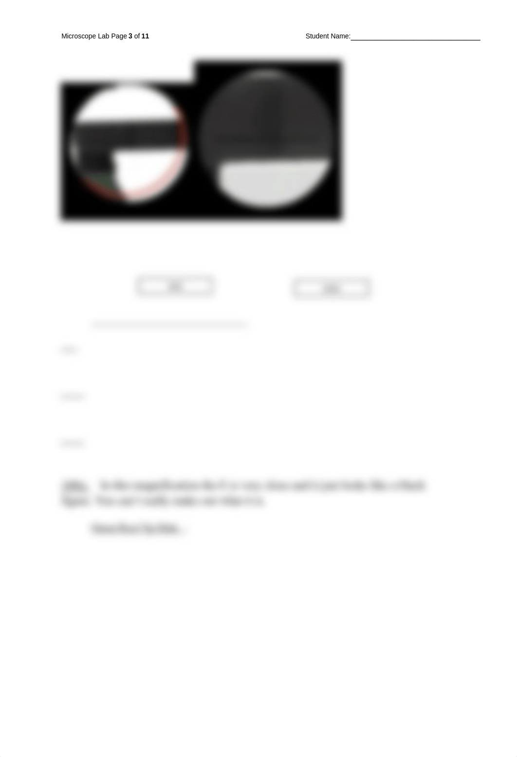 Lab Report_Microscope_lab.docx_dk8l78ojf0f_page3