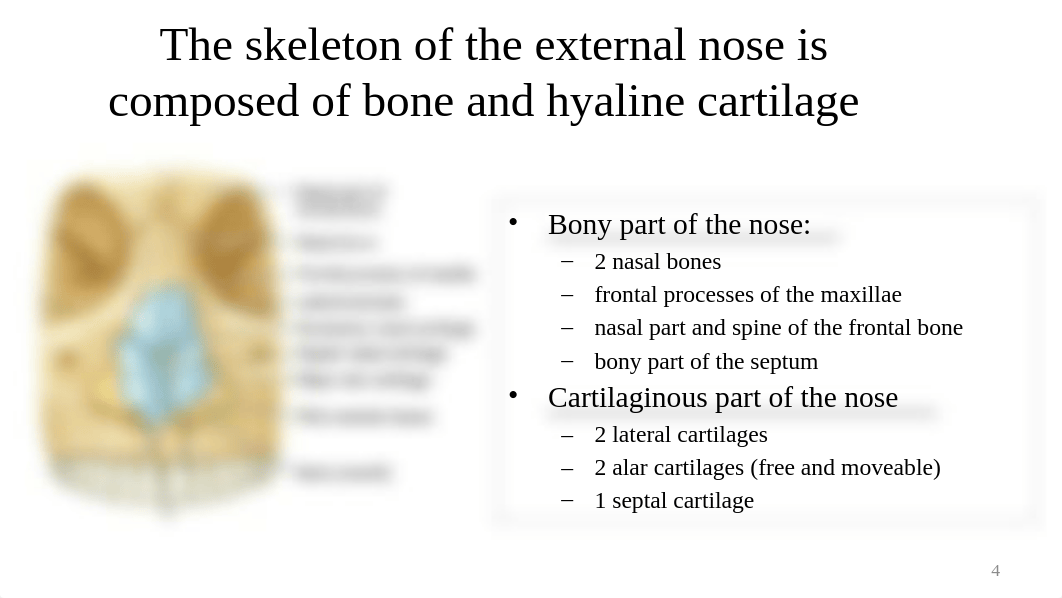 7. MMS - Nasal Cavities and Paranasal Sinuses (2).pptx_dk9212xdyn0_page4