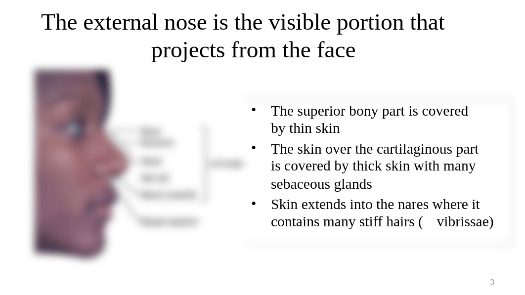 7. MMS - Nasal Cavities and Paranasal Sinuses (2).pptx_dk9212xdyn0_page3