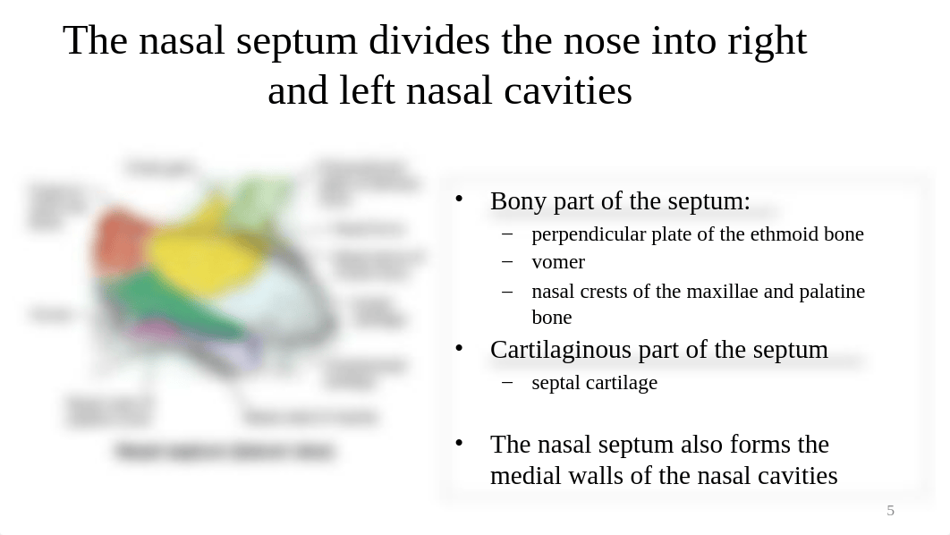 7. MMS - Nasal Cavities and Paranasal Sinuses (2).pptx_dk9212xdyn0_page5