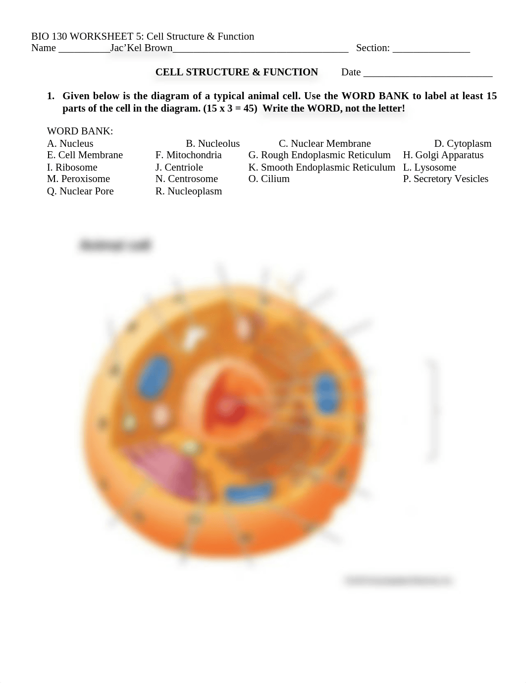 Brown_Jac'Kel_BIO 130 Worksheet 5 Cell Structure and Function (1).doc_dk9891ehqao_page1