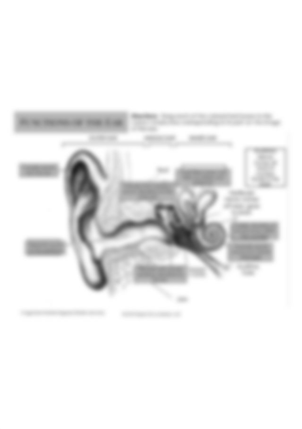 Copy of Functions of the Ear Drag & Drop Practice.jpg_dk9kippws2t_page1