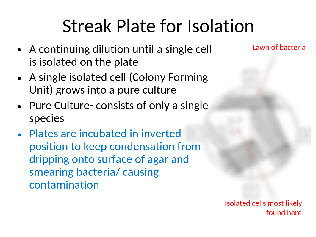 Microbiology Lab Final Exam Review.pptx_dk9y2wr8c6h_page2