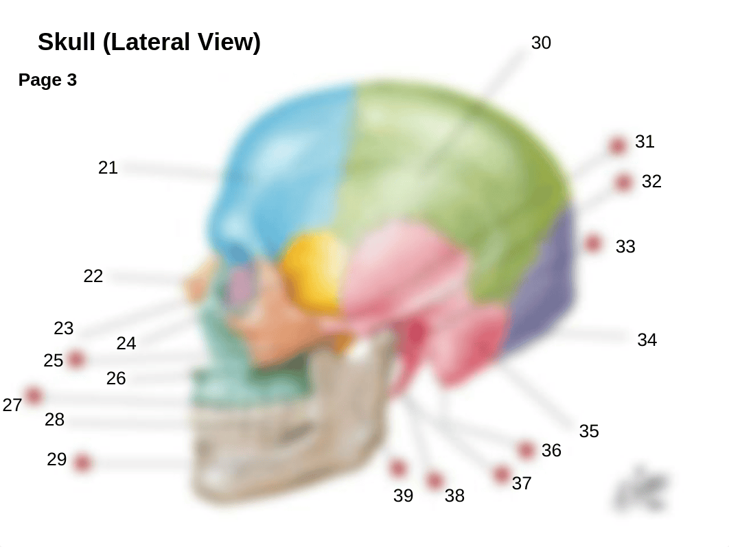 Presentation Skeleton Students to label.ppt_dkclsuuf4ze_page3