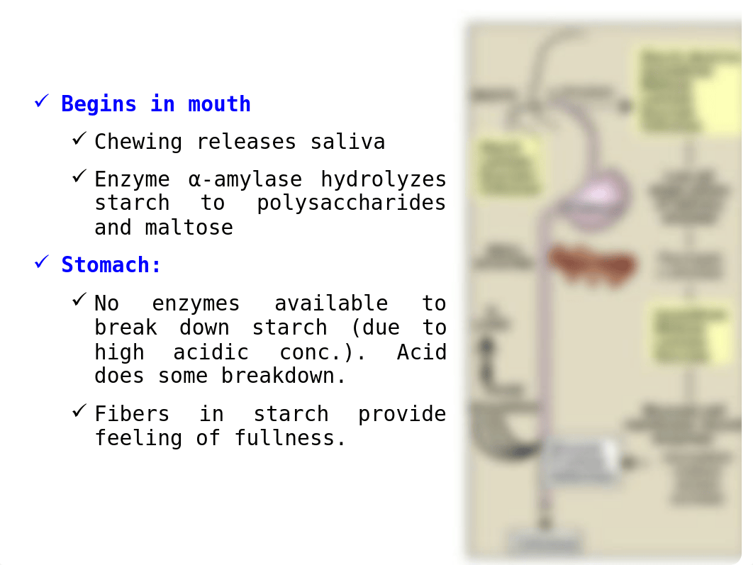 11 Digestion and absorption of carbohydrate.ppt_dkcnz99rge8_page3