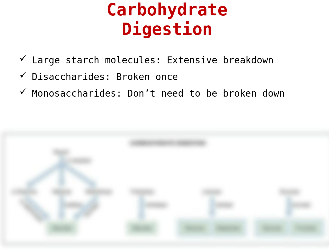 11 Digestion and absorption of carbohydrate.ppt_dkcnz99rge8_page2