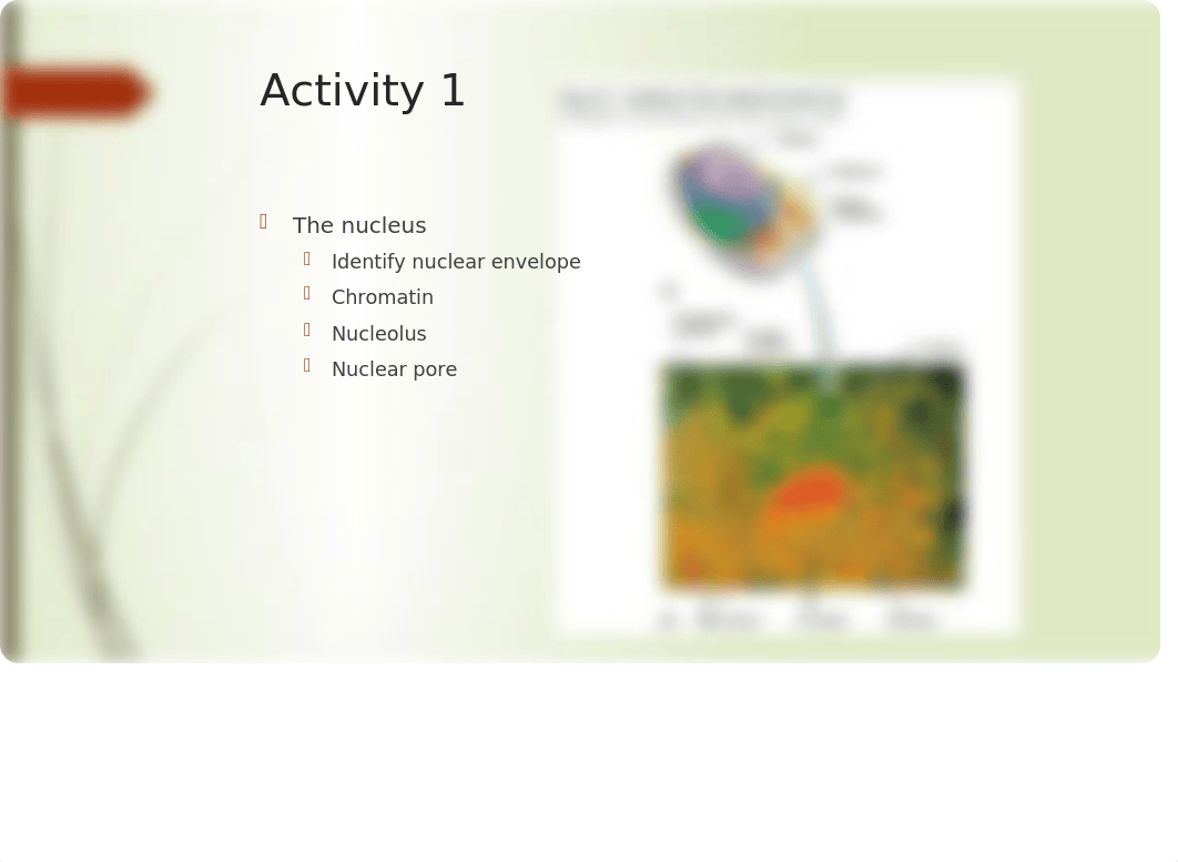 Lab 4 Cell anatomy and division.pptx_dkdaffwhufh_page5