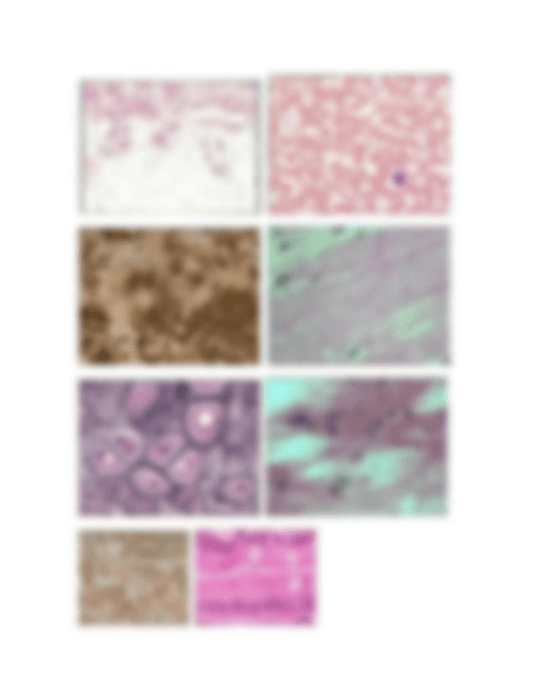 Important histology slides.doc_dkdmq3gwgkh_page1