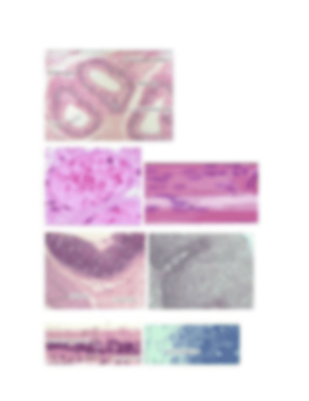 Important histology slides.doc_dkdmq3gwgkh_page2