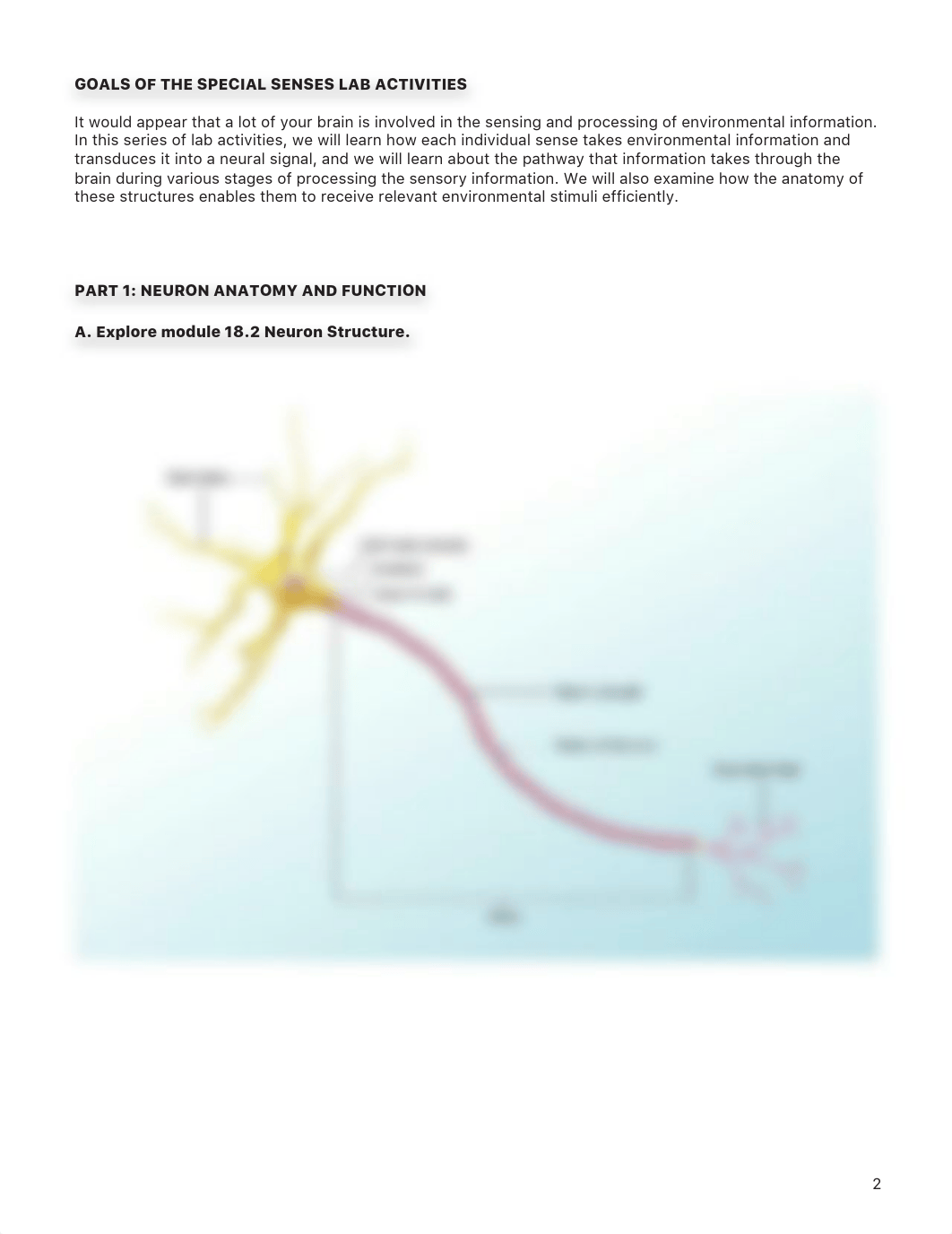 Lab_Activity_-_Special_Senses.pdf_dkdou13grld_page2