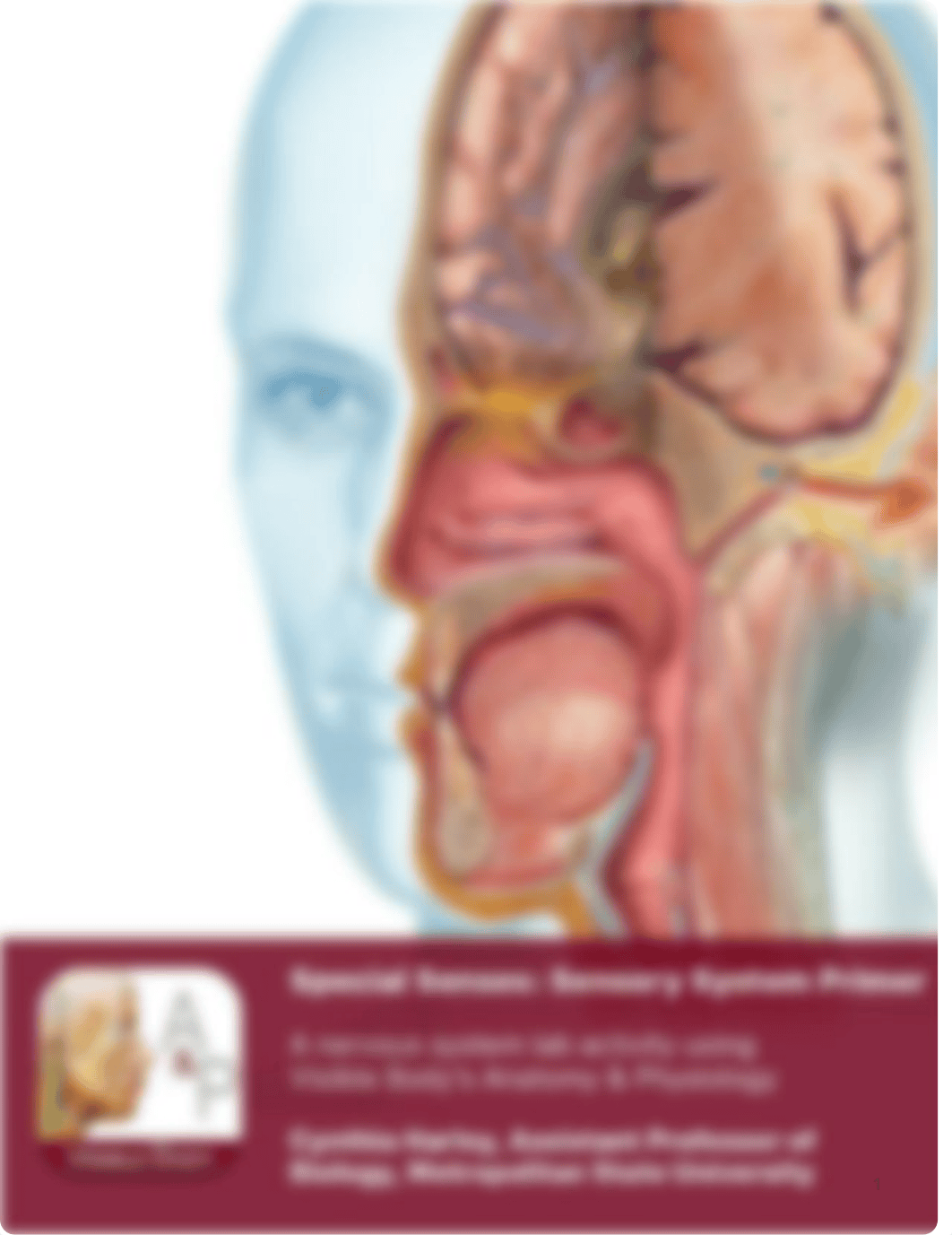 Lab_Activity_-_Special_Senses.pdf_dkdou13grld_page1