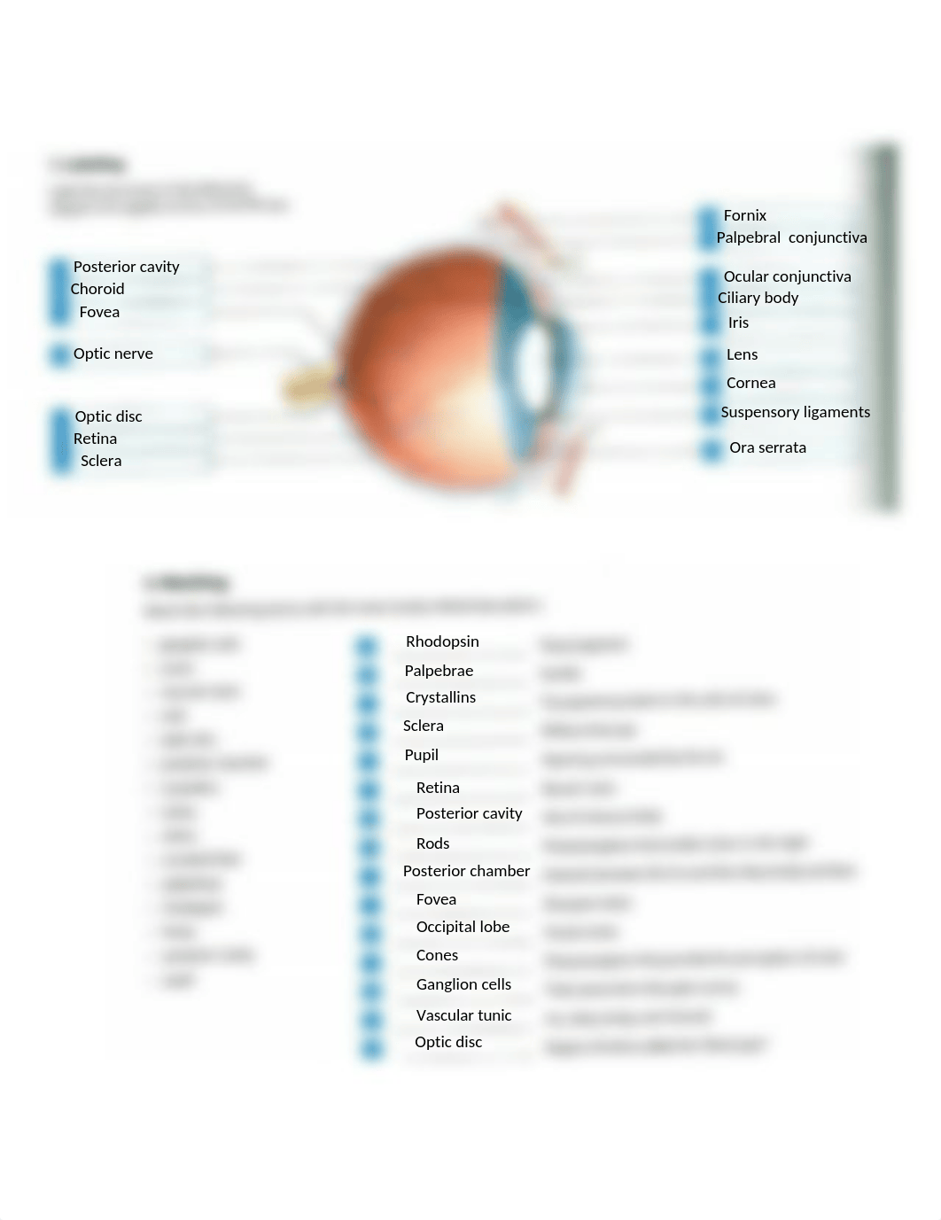 eye ok.docx_dke199cns5t_page1