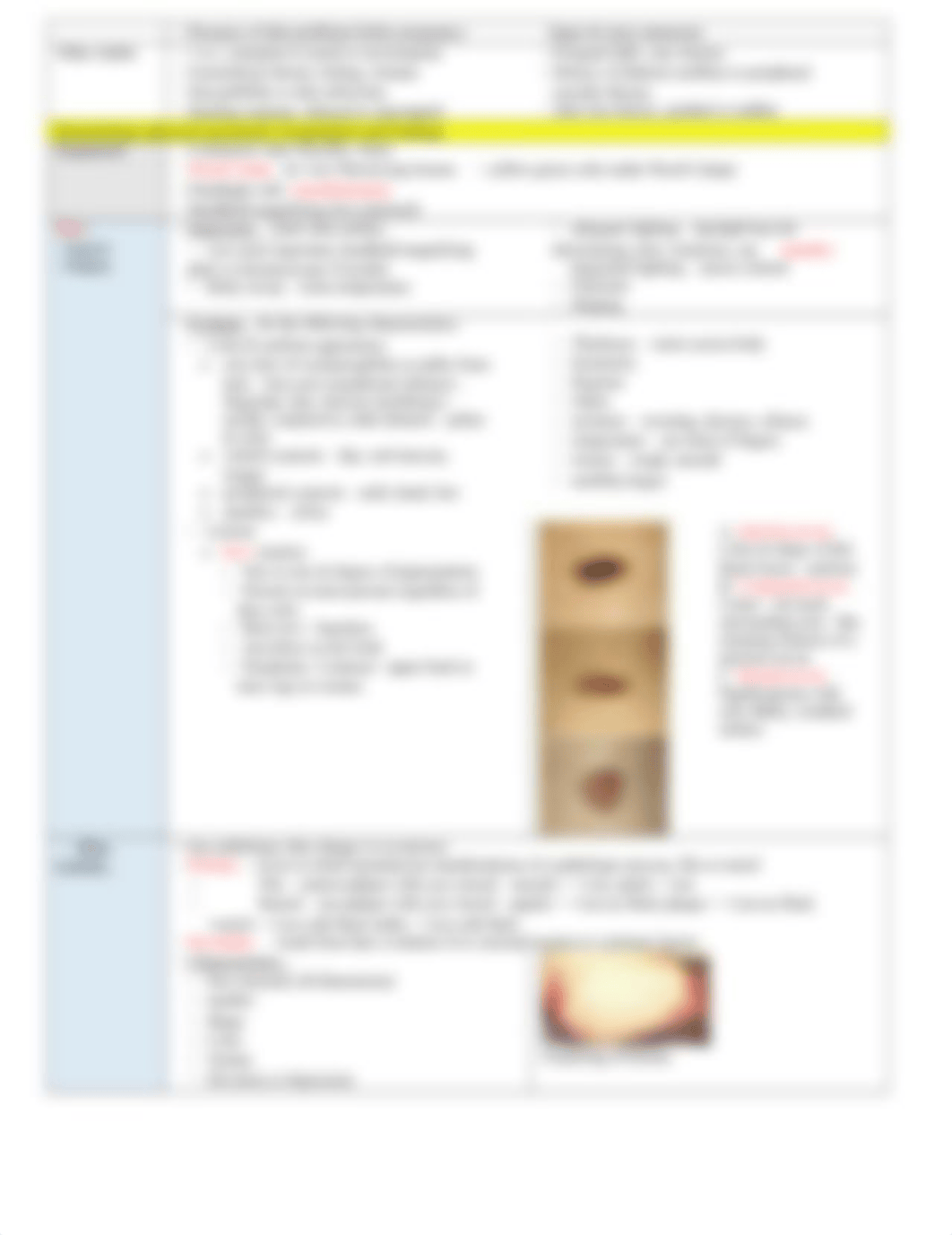 NSG625_Notes_3_Skin, Hair, & Nails.docx_dkert4ti77y_page4