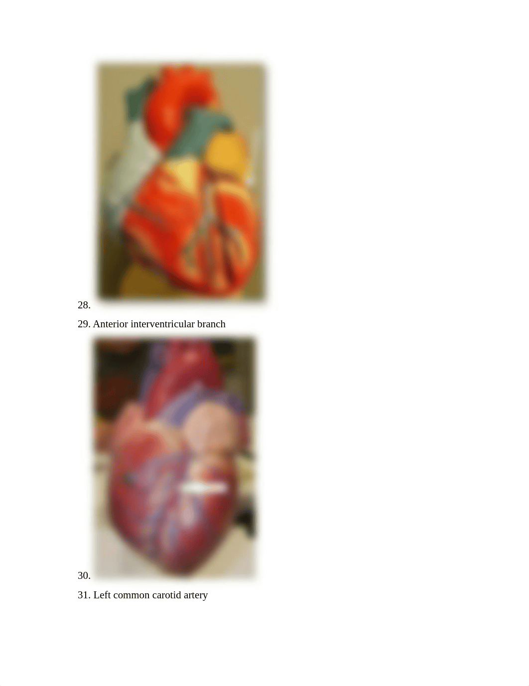 LAB PRACTICAL 3- CARDIOVASCULAR.docx_dkfcwv60282_page5