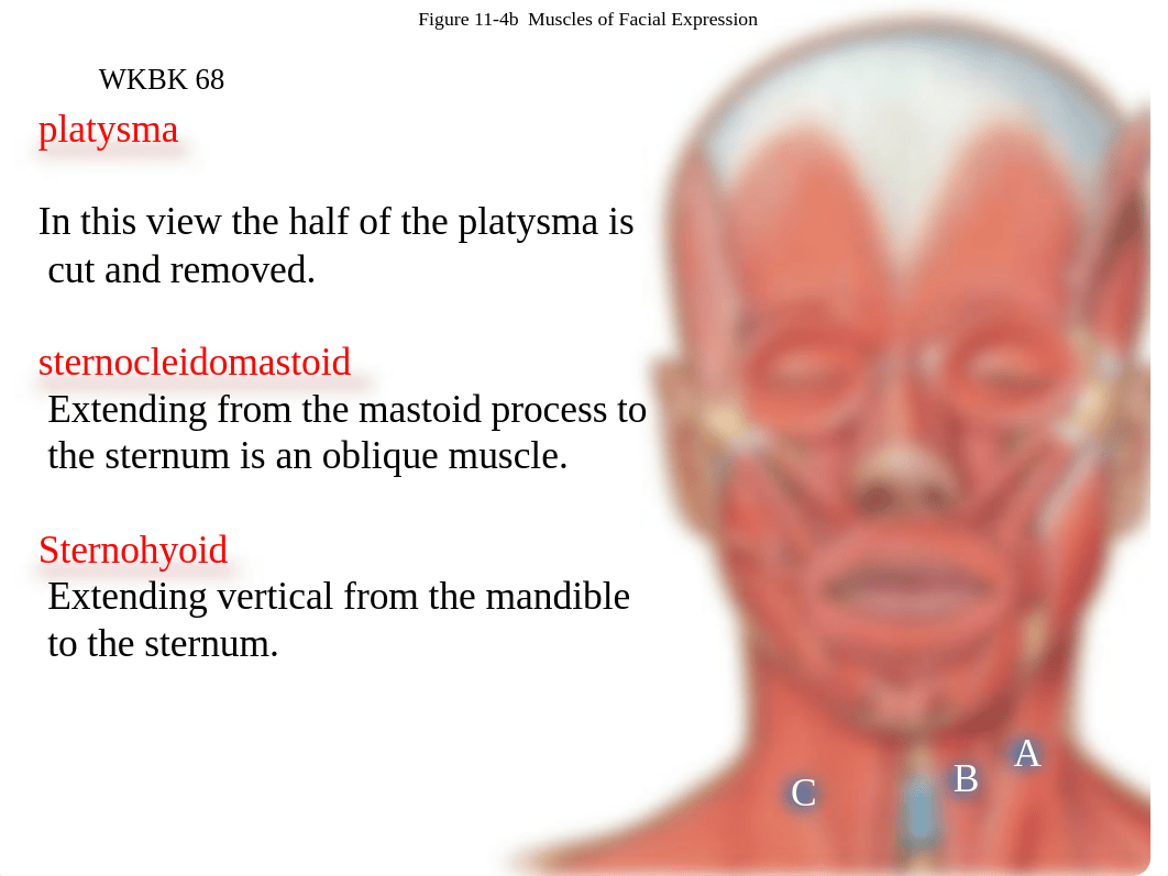 4a.  Face muscles_dkfq63hl0e0_page5