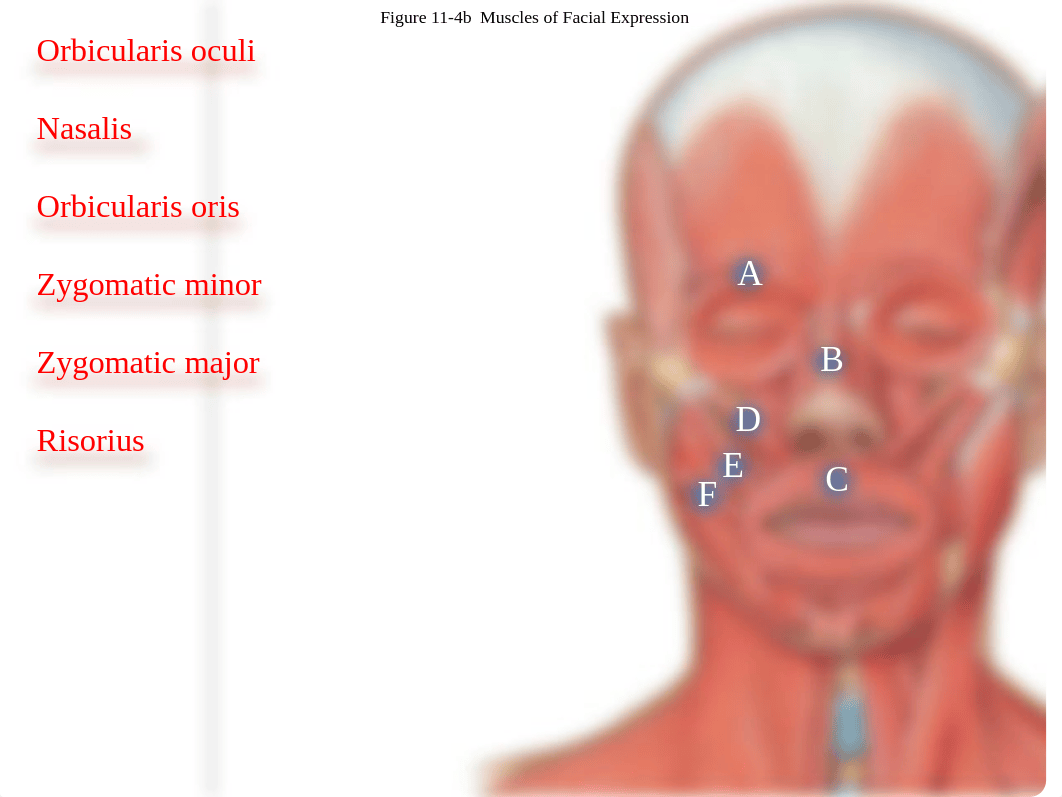 4a.  Face muscles_dkfq63hl0e0_page2