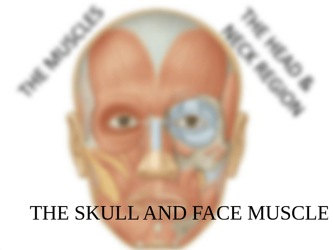 4a.  Face muscles_dkfq63hl0e0_page1