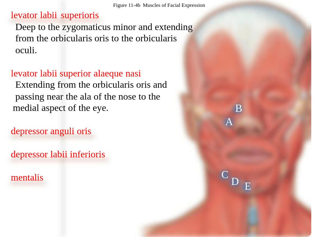 4a.  Face muscles_dkfq63hl0e0_page3