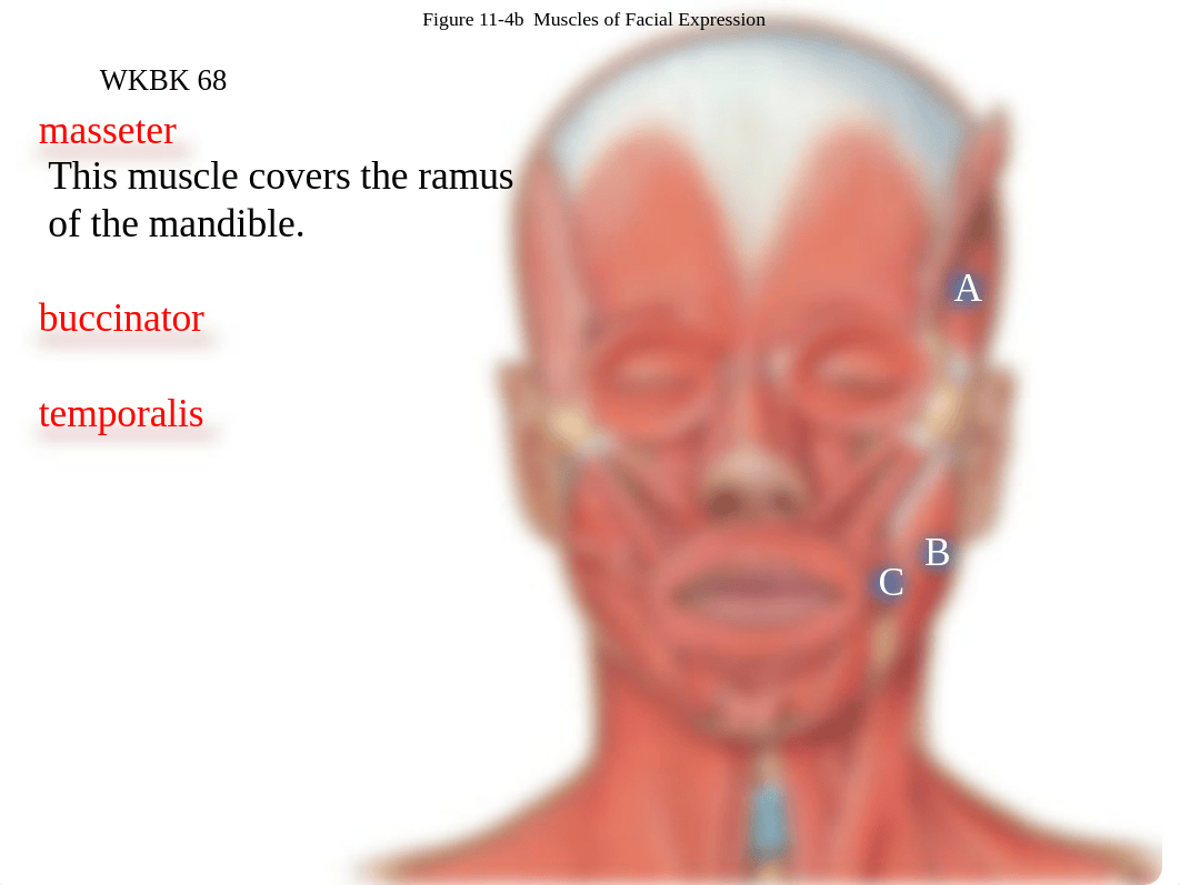 4a.  Face muscles_dkfq63hl0e0_page4