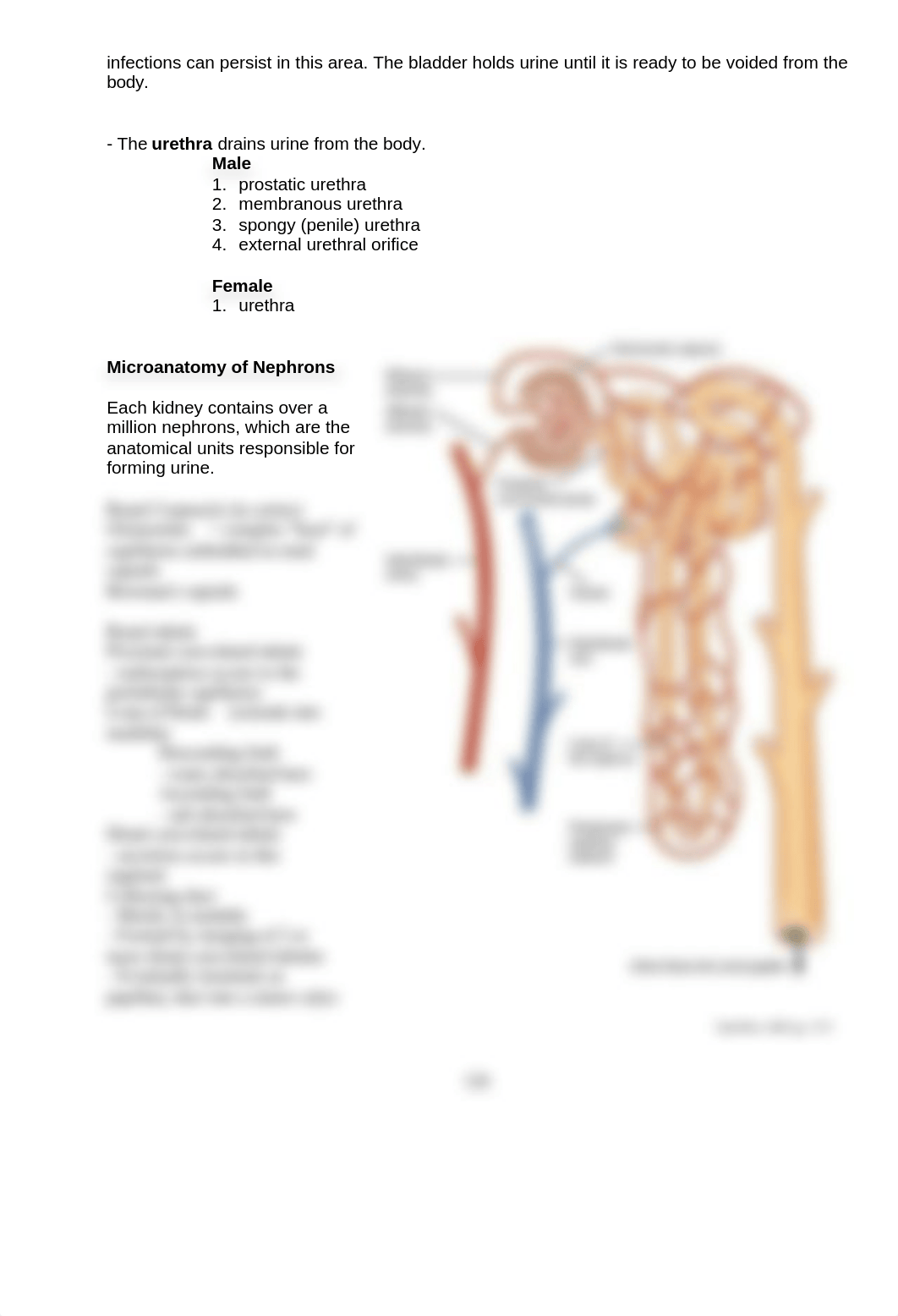 AP2_Lab9_Anatomy_of_Urinary_System_SP21.docx_dkfyomffcnx_page2