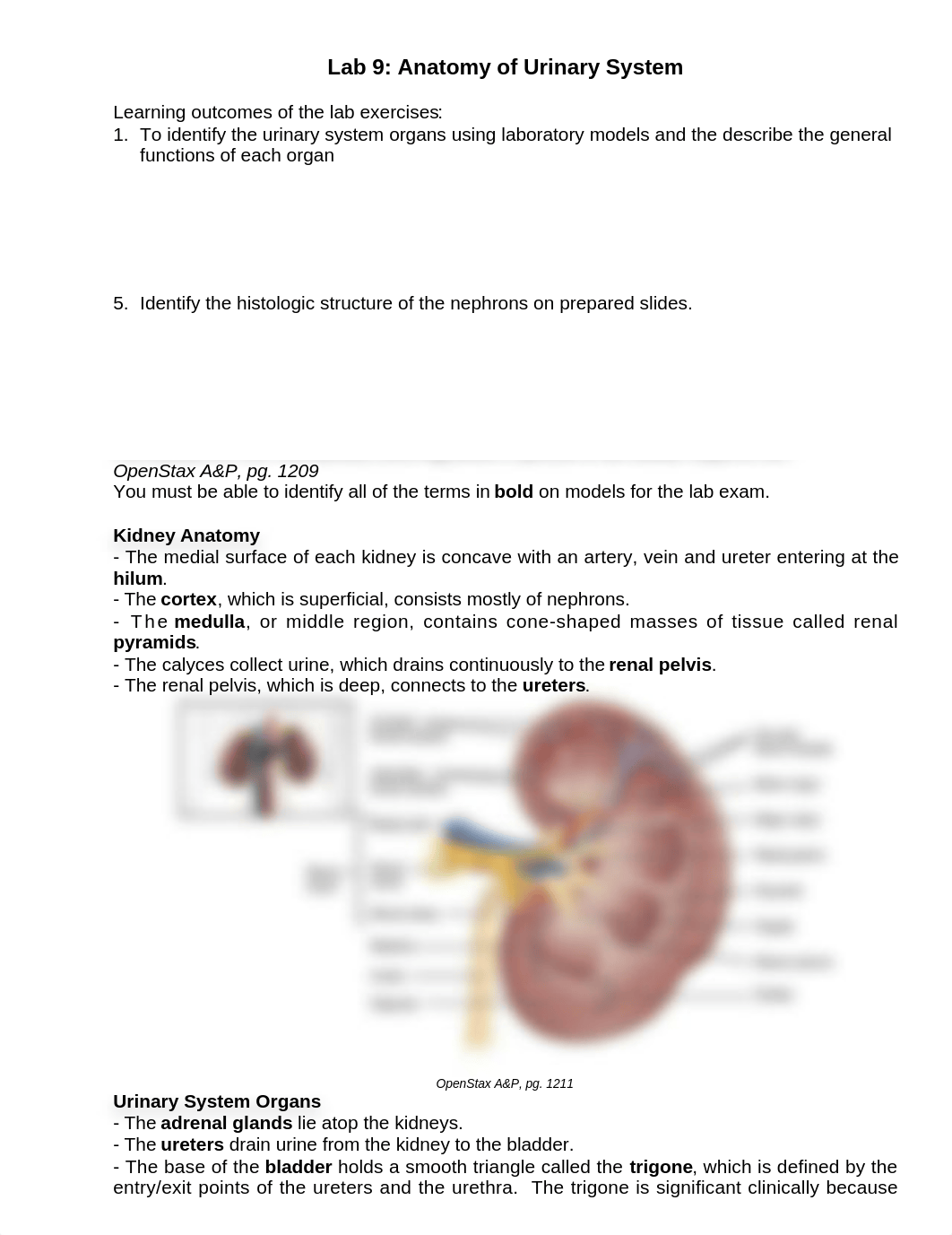 AP2_Lab9_Anatomy_of_Urinary_System_SP21.docx_dkfyomffcnx_page1