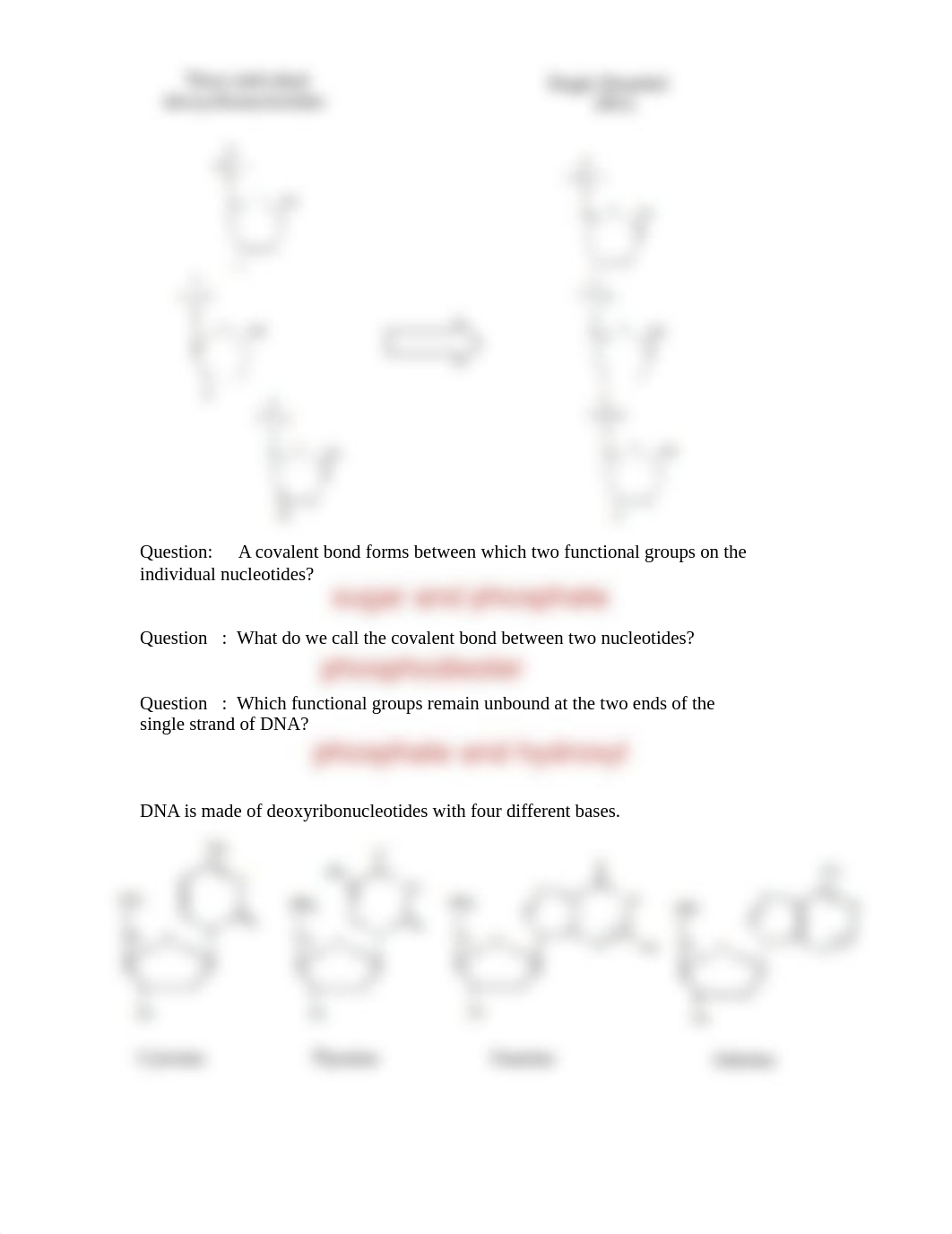 03b - study guide - Nucleic Acid_dkgvw1tg7jt_page2