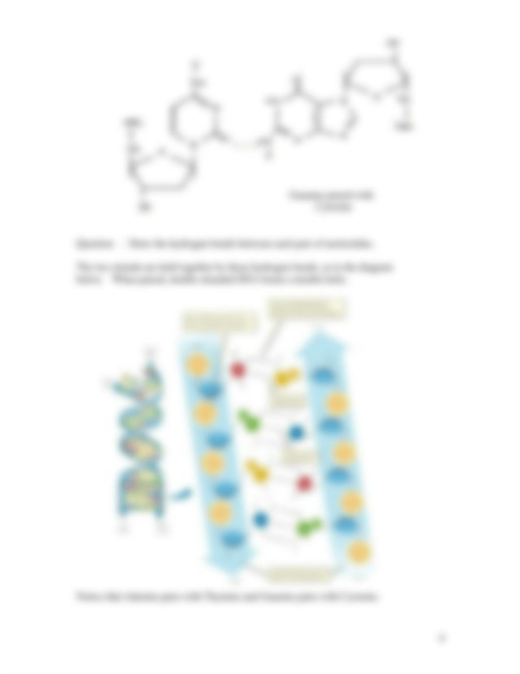 03b - study guide - Nucleic Acid_dkgvw1tg7jt_page4